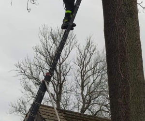 Czarny kot ugrzązł na drzewie w piątek 13