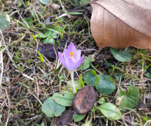 Natura budzi się do życia! W Ogrodzie Botanicznym UKW czuć już wiosnę! [ZDJĘCIA]