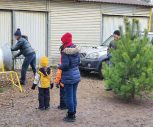 Choinkobranie w leśnictwie Grodziec co roku przyciąga całe rodziny