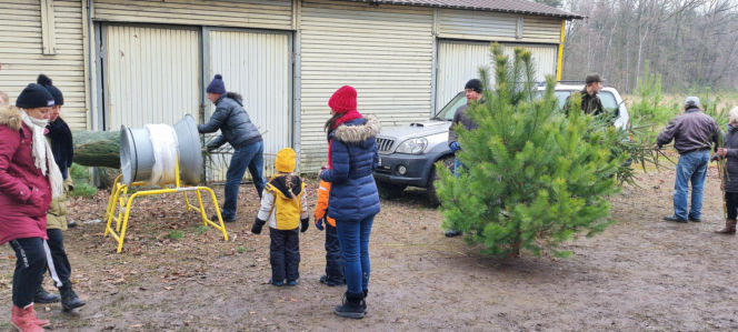 Choinkobranie w leśnictwie Grodziec co roku przyciąga całe rodziny