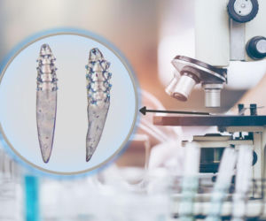 Polscy badacze odkryli nieznanego dotąd w Europie pasożyta u inwazyjnego gatunku. To badania specjalistów z PZŁ i Uniwersytetu Gdańskiego