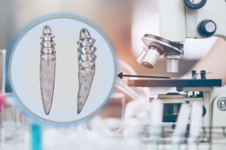 Polscy badacze odkryli nieznanego dotąd w Europie pasożyta u inwazyjnego gatunku. To badania specjalistów z PZŁ i Uniwersytetu Gdańskiego