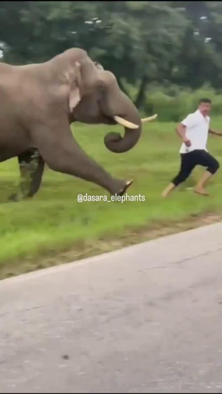 Turysta chciał selfie ze słoniem. Gorzko tego pożałował