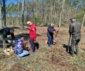 W Lesie Sekulskim rośnie już kilkaset nowych, młodych buków! Drzewa zasadzili członkowie siedleckiego samorządu i leśnicy