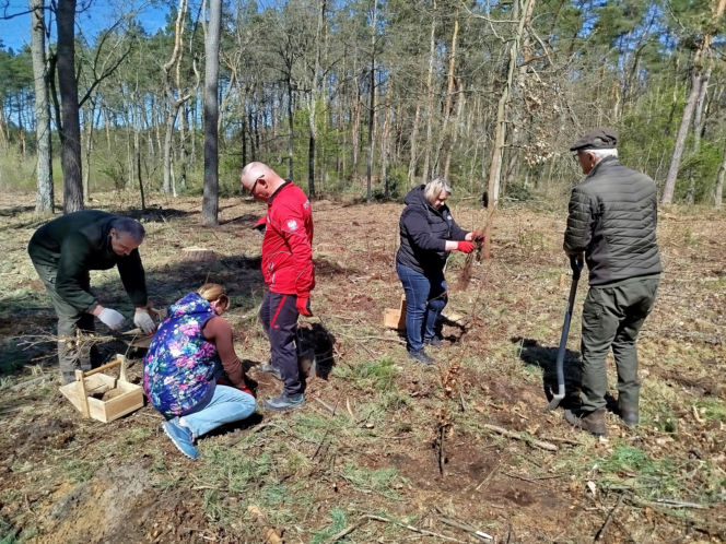 W Lesie Sekulskim rośnie już kilkaset nowych, młodych buków! Drzewa zasadzili członkowie siedleckiego samorządu i leśnicy