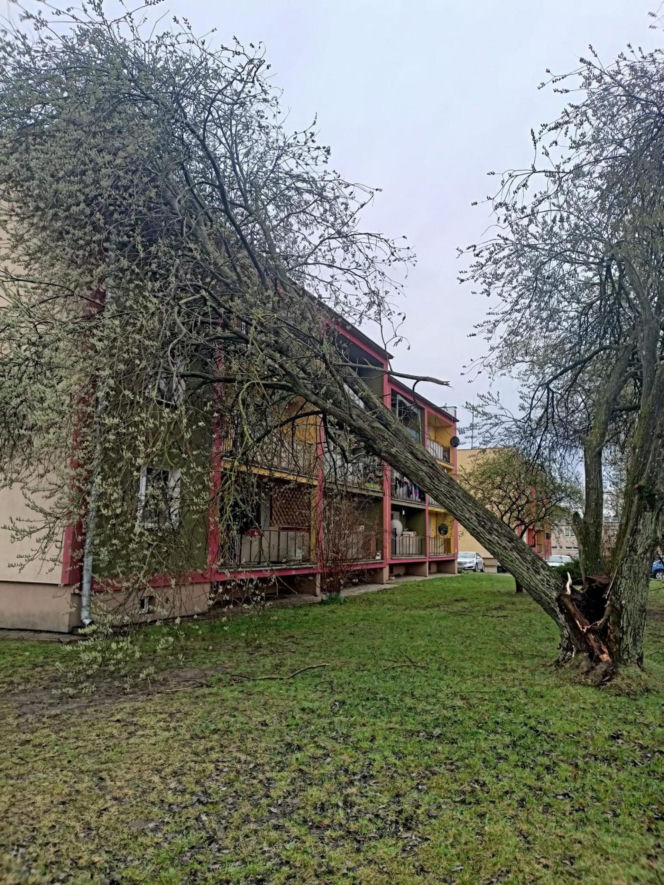 Interwencje Strażaków przy likwidacji szkód spowodowanych przez gwałtowny wiatr i burze