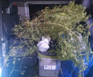 Ukrył w domu ponad 12 kg marihuany 