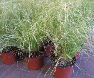 Turzyca włosowa ‘Frosted Curls’ 