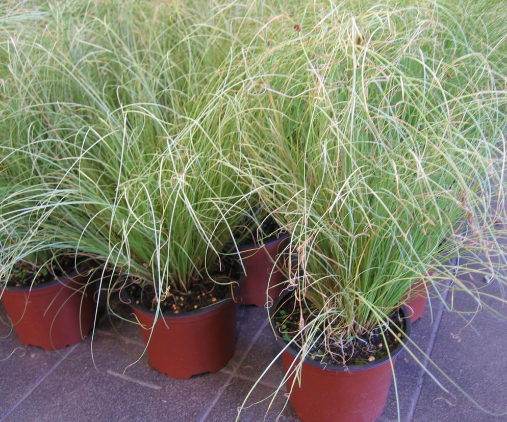 Turzyca włosowa ‘Frosted Curls’ 