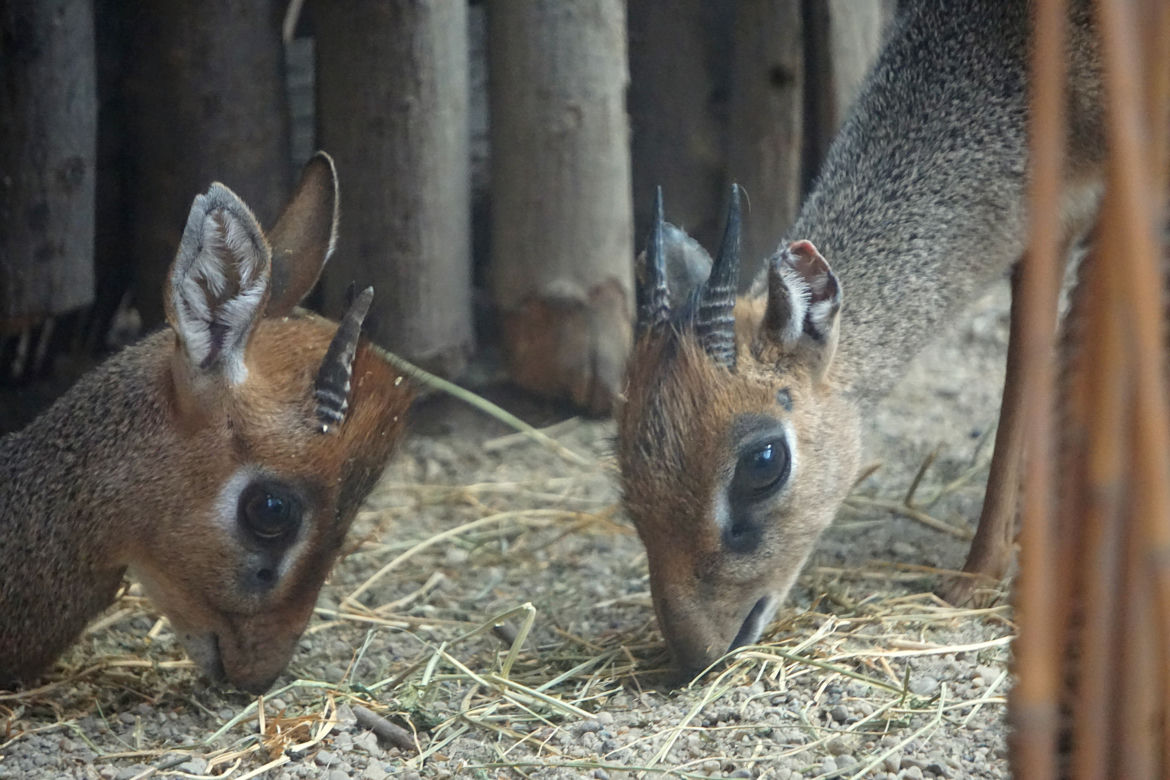 Dikdiki z wrocławskiego zoo
