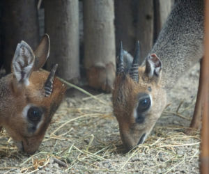 Dikdiki z wrocławskiego zoo