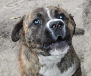 Wataha psów terroryzuje wieś. „Nie zaatakowały z głodu. To była napaść, by zabić”