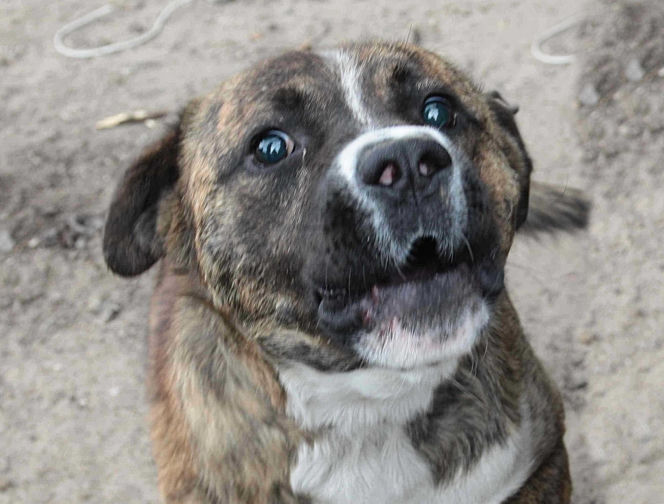 Wataha psów terroryzuje wieś. „Nie zaatakowały z głodu. To była napaść, by zabić”