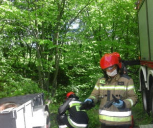 Ucieczka krowy zakończyła się nieszczęśliwym wypadkiem