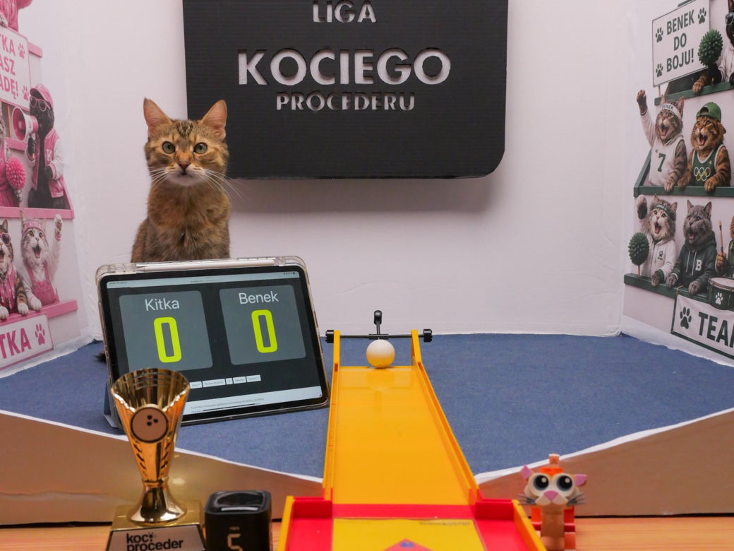 Koty z Tarnobrzega podbijają internet!