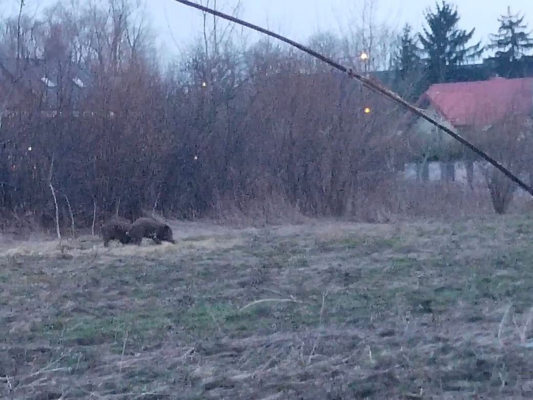 Dziki sieją grozę w Wawrze