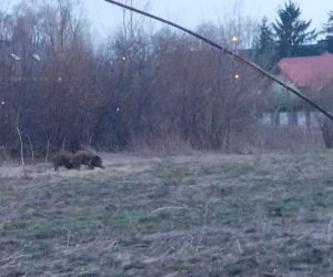 Dziki sieją grozę w Wawrze