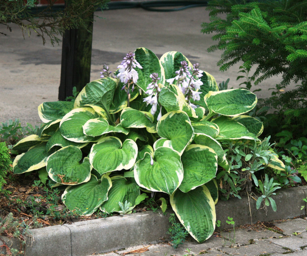 Funkia 'Christmas Tree'