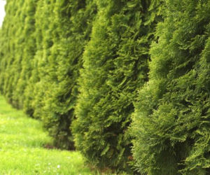 Wykarm tym swoje tuje pod koniec sierpnia. Będą soczyście zielone i gęste nawet zimą. Domowy nawóz zagęszczający do tui