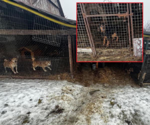 Trzymała 149 psów w skandalicznych warunkach. Zarzuty dla 67-latki