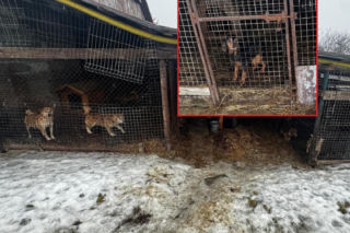 Trzymała 149 psów w skandalicznych warunkach. Zarzuty dla 67-latki