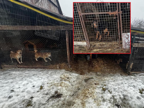 Trzymała 149 psów w skandalicznych warunkach. Zarzuty dla 67-latki