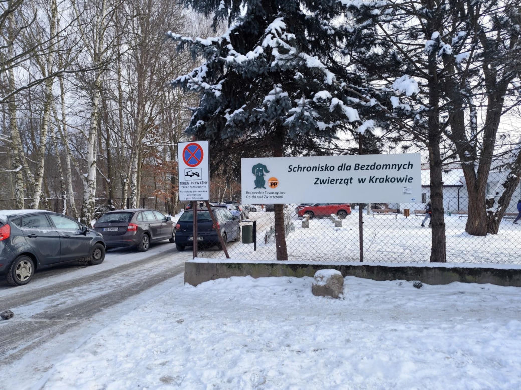 Krakowianie ratują bezdomne psy przed mrozem! Niewiarygodny sukces akcji "Zima" w schronisku