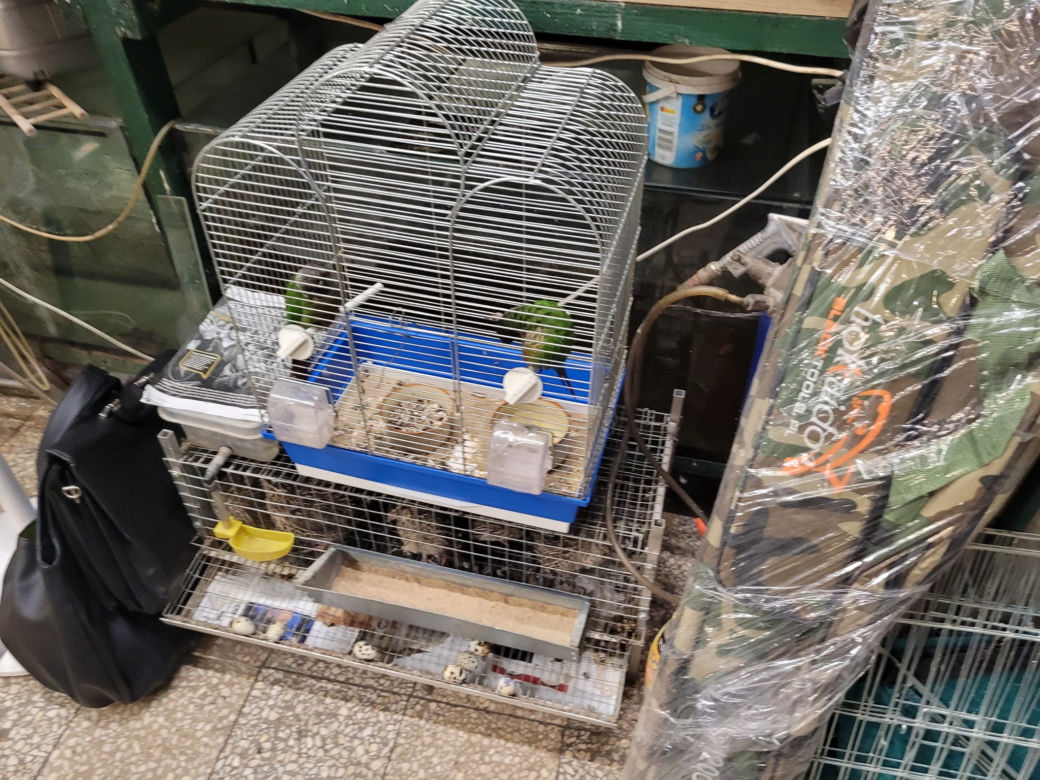 Sklep zoologiczny w Bytomiu: zwierzęta w strasznych warunkach