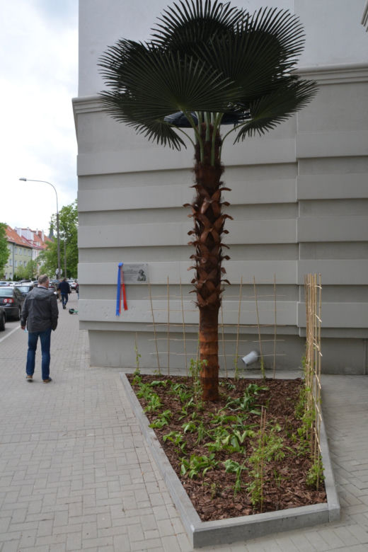Olsztyn ma swoją palmę. Powstał Zaułek botaniczny Mikołaja Kopernika