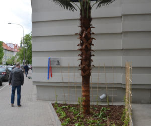 Olsztyn ma swoją palmę. Powstał Zaułek botaniczny Mikołaja Kopernika