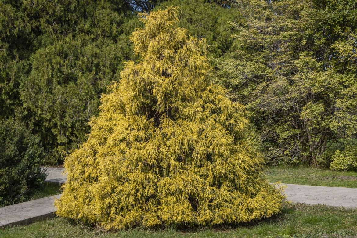 Cyprysik groszkowy 'Filifera Aurea'