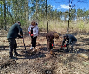 W Lesie Sekulskim rośnie już kilkaset nowych, młodych buków! Drzewa zasadzili członkowie siedleckiego samorządu i leśnicy