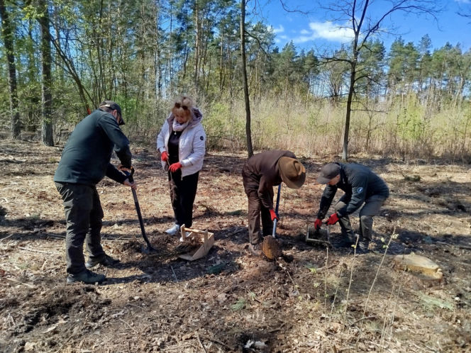 W Lesie Sekulskim rośnie już kilkaset nowych, młodych buków! Drzewa zasadzili członkowie siedleckiego samorządu i leśnicy