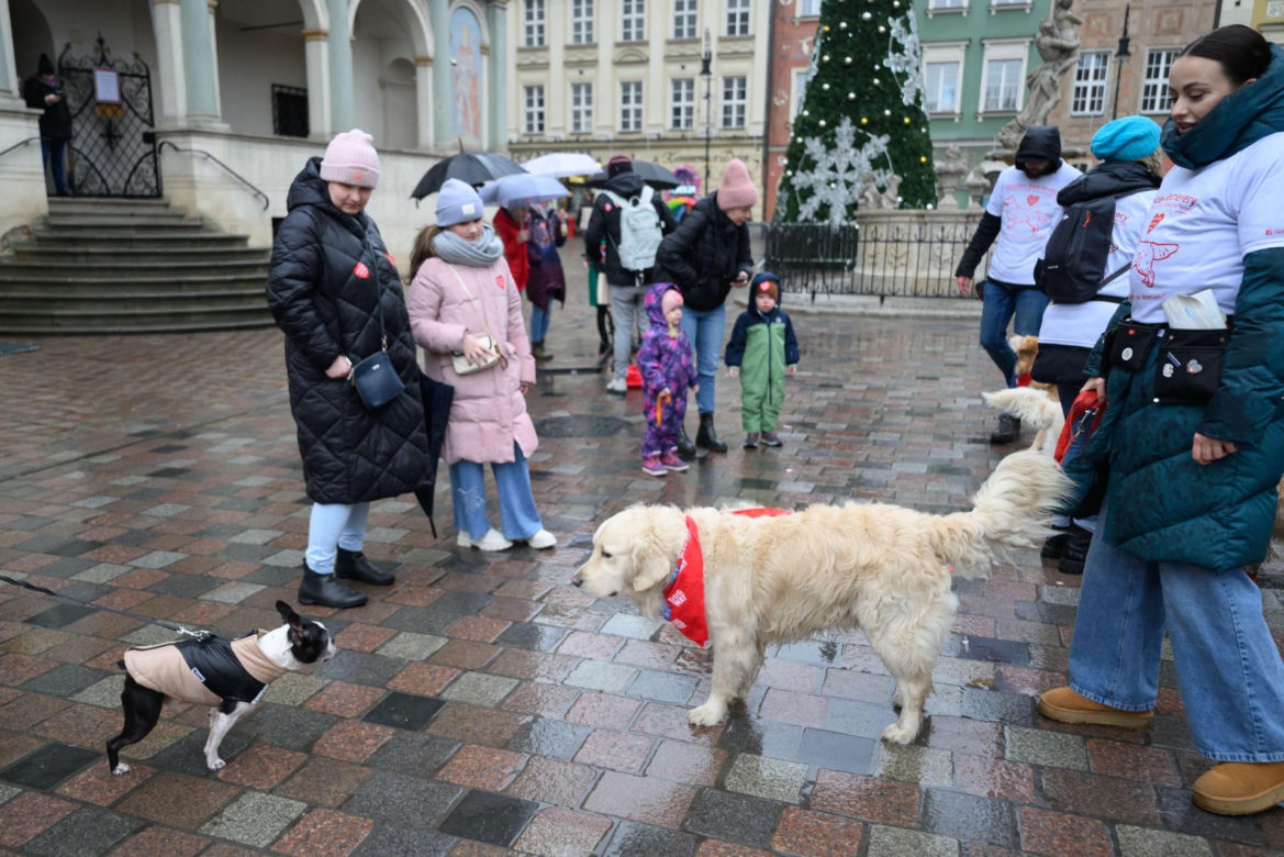 Poznań. Pokaz wyszkolenia psów z grupy „Golden Retriever WOŚP w Poznaniu” podczas 33. Finału Wielkiej Orkiestry Świątecznej Pomocy