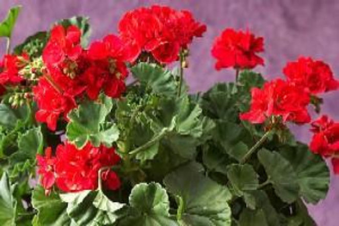 Pelargonie: zasychaja kwiaty, liście żółkną - czy rośliny są chore?