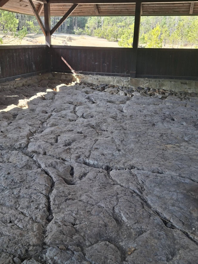 Gagaty Sołtykowskie. Największe ślady dinozaurów w Polsce