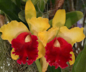 Storczyk Cattleya