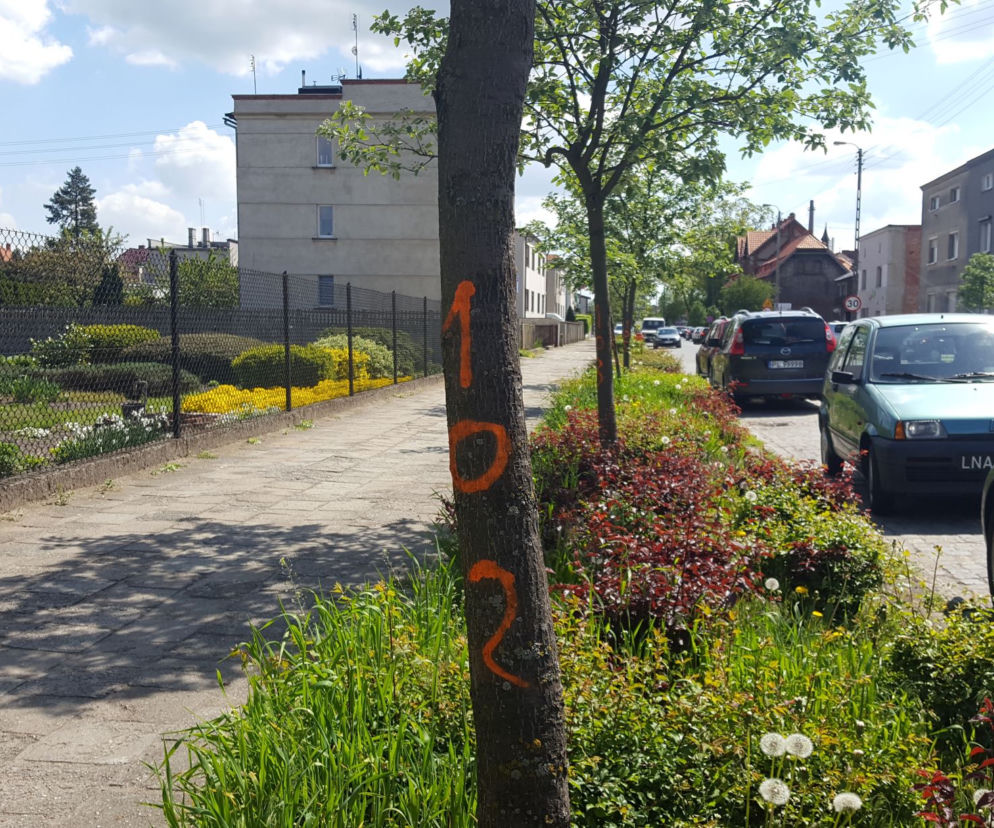 Kto ponumerował drzewa na Święciechowskiej w Lesznie?
