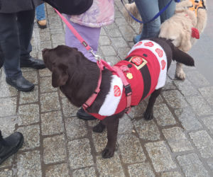 34. finał WOŚP w Krakowie. Golden Retrievery na Rynku Głównym