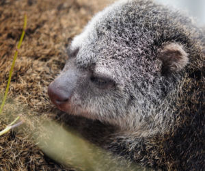 We wrocławskim zoo urodził się kuskus niedźwiedzi