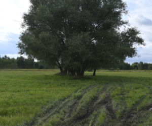 Tragedia w Dobczynie. Dwie nastolatki wisiały na jednej gałęzi