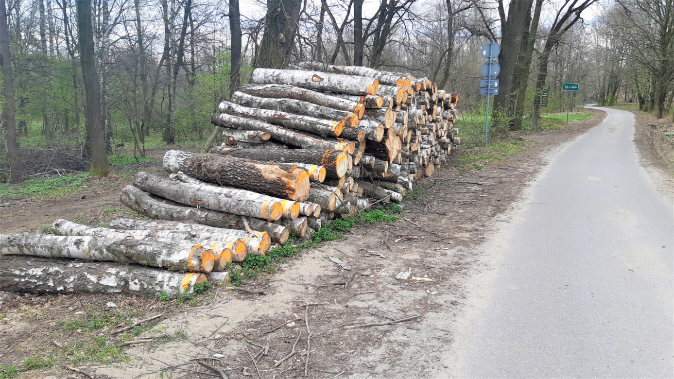 Wycinka drzew w lasku Lipie. Zobacz efekt pracy leśników!
