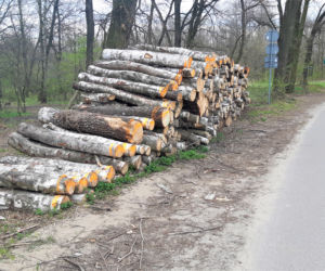 Wycinka drzew w lasku Lipie. Zobacz efekt pracy leśników!