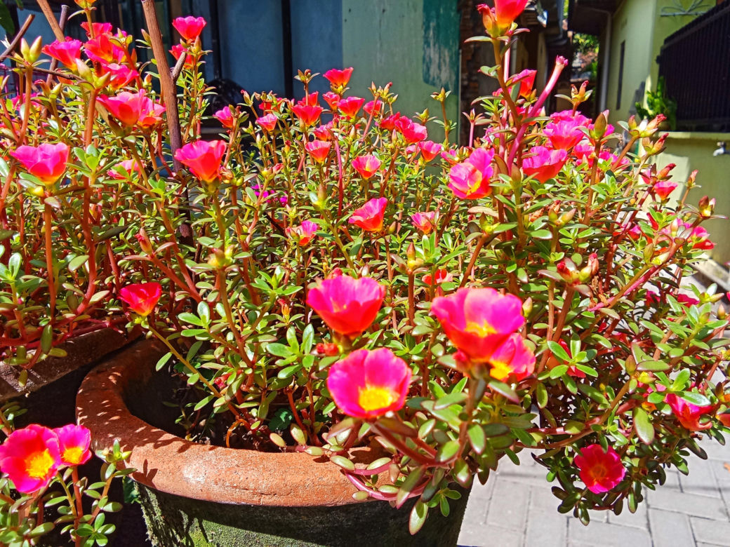 Portulaka wielkokwiatowa
