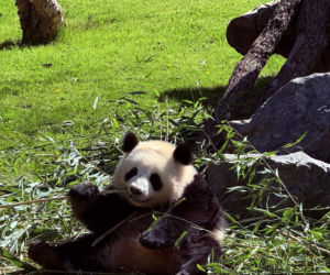 Pandy ZOO Berlin