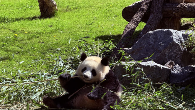 Pandy ZOO Berlin