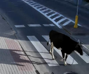 „Moo-żesz to zobaczyć?” Krowa z Żuromina stała się gwiazdą internetu