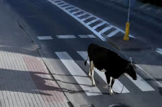 „Moo-żesz to zobaczyć?” Krowa z Żuromina stała się gwiazdą internetu