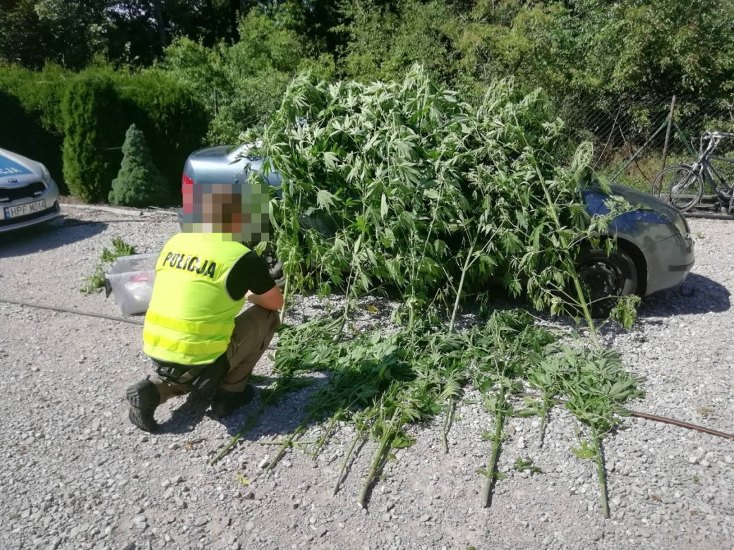 Pies wywęszył ogromną plantację marihuany pod Zduńską Wolą 
