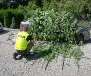 Pies wywęszył ogromną plantację marihuany pod Zduńską Wolą 